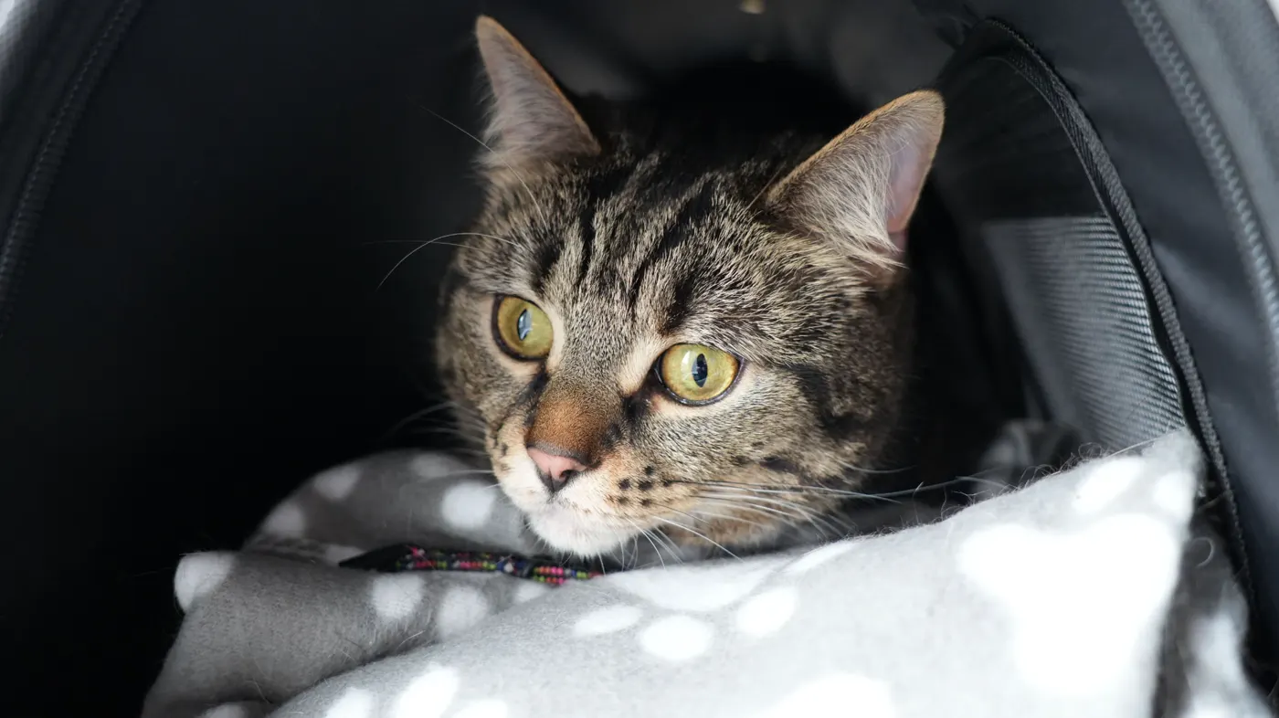Tabby cat after a cat groom at Happy Grooming in Redditch