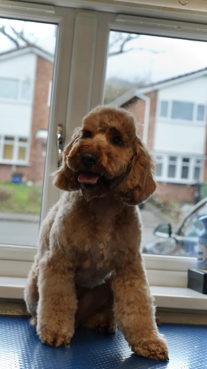 Cockapoo after a full groom at Happy Grooming in Redditch