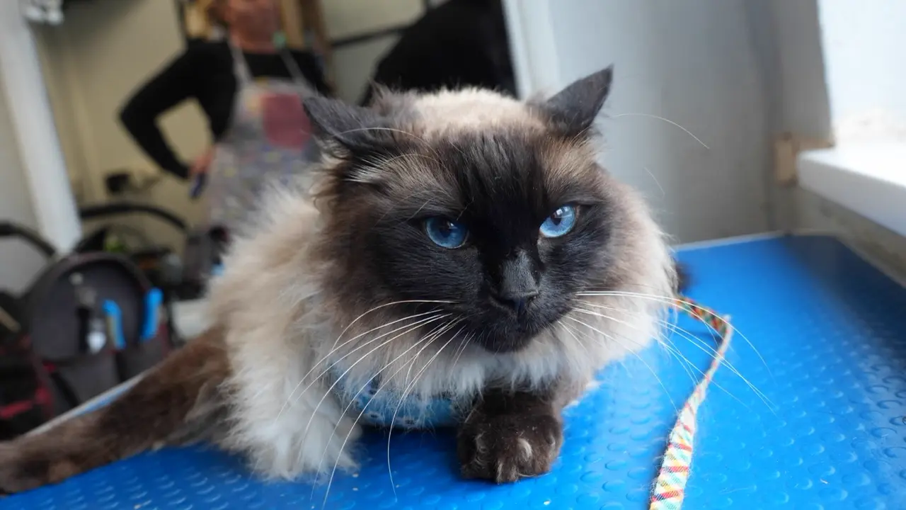 Ragdoll cat after a cat groom at Happy Grooming in Redditch