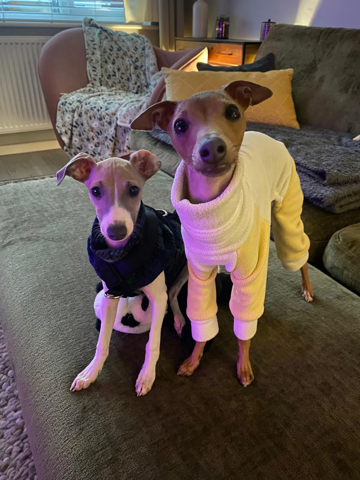 Two Italian greyhounds in knitted jumpers during a pet-sitting visit
