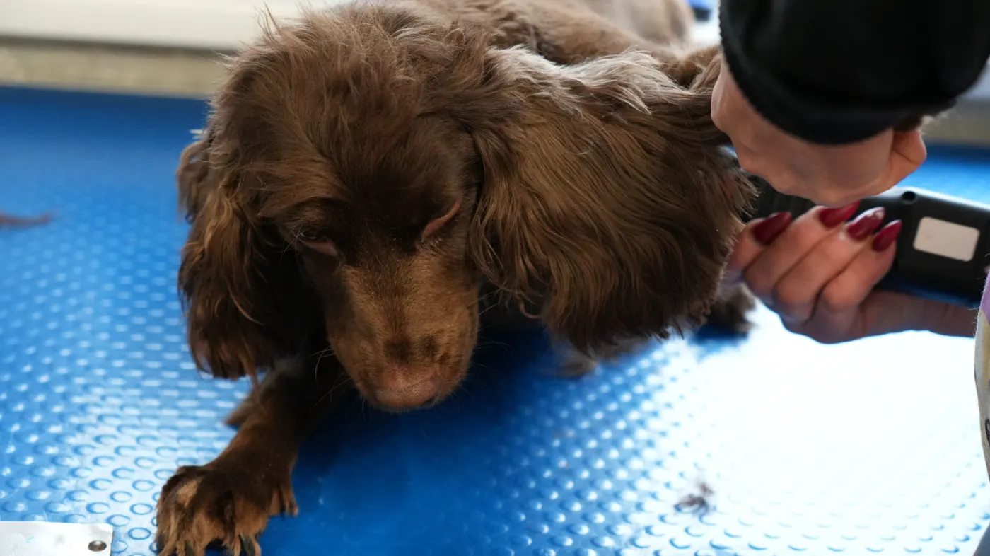 Cocker Spaniel after a full groom at Happy Grooming in Redditch