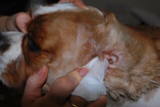 Dog Ear Cleaning & Care