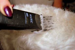 Professional Dog Hair Trimming & Hand Stripping in Redditch