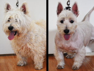 Dog Grooming Styling Effects in Redditch